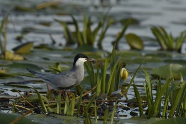 Whiskered Tern - (Chlidonias hybrida) on water clipart