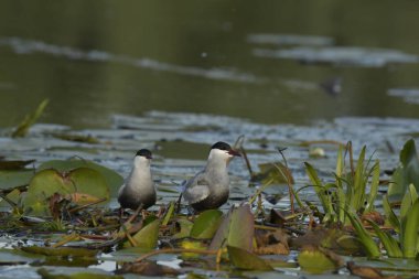 Whiskered Tern - (Chlidonias hybrida) on water clipart