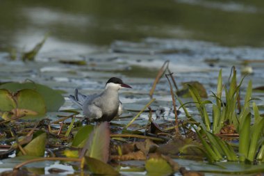 Bıyıklı Tern - (Chlidonias melezi) suyun üzerinde