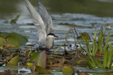 Bıyıklı Tern - (Chlidonias melezi) suyun üzerinde