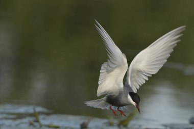 Bıyıklı Tern - (Chlidonias melezi) suyun üzerinde