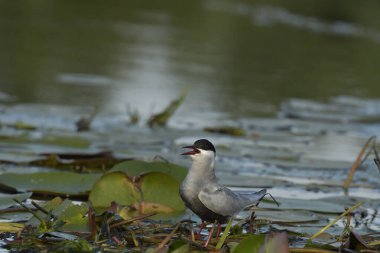 Bıyıklı Tern - (Chlidonias melezi) suyun üzerinde
