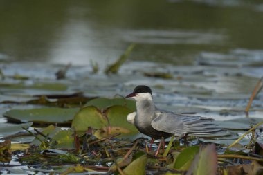 Bıyıklı Tern - (Chlidonias melezi) suyun üzerinde