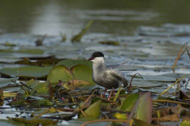 Bıyıklı Tern - (Chlidonias melezi) suyun üzerinde