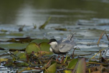 Bıyıklı Tern - (Chlidonias melezi) suyun üzerinde