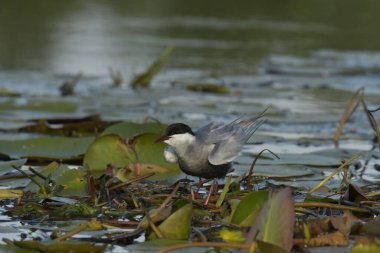 Bıyıklı Tern (Chlidonias melezi) suyun üzerinde