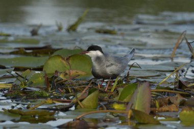 Bıyıklı Tern (Chlidonias melezi) suyun üzerinde