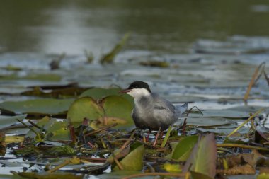 Bıyıklı Tern (Chlidonias melezi) suyun üzerinde