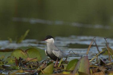 Bıyıklı Tern (Chlidonias melezi) suyun üzerinde