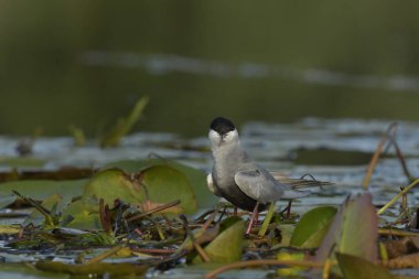 Bıyıklı Tern (Chlidonias melezi) suyun üzerinde