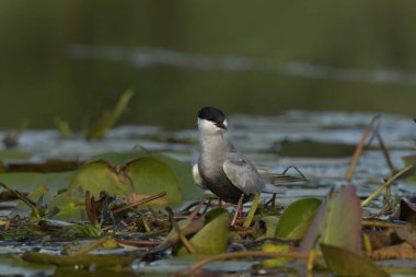 Bıyıklı Tern (Chlidonias melezi) suyun üzerinde