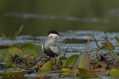 Bıyıklı Tern (Chlidonias melezi) suyun üzerinde