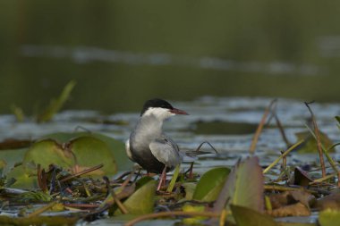 Bıyıklı Tern (Chlidonias melezi) suyun üzerinde