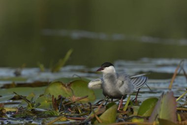 Bıyıklı Tern (Chlidonias melezi) suyun üzerinde