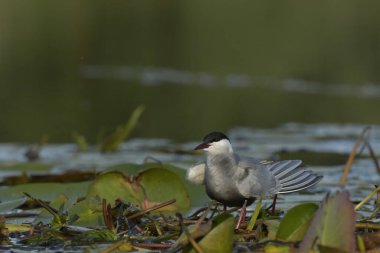Bıyıklı Tern (Chlidonias melezi) suyun üzerinde