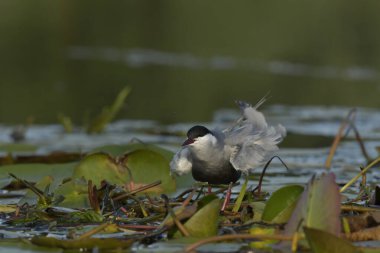 Bıyıklı Tern (Chlidonias melezi) suyun üzerinde