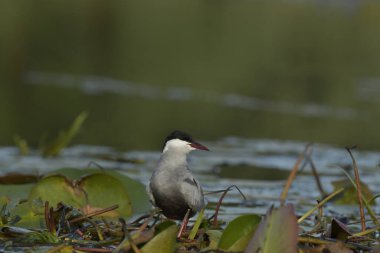 Bıyıklı Tern - (Chlidonias melezi) suyun üzerinde