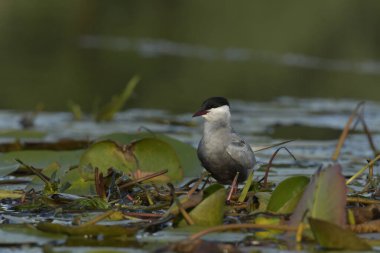 Bıyıklı Tern - (Chlidonias melezi) suyun üzerinde