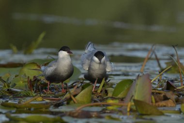 Bıyıklı Tern - (Chlidonias melezi) suyun üzerinde