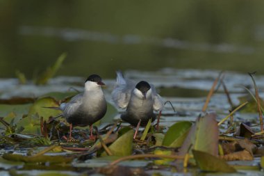 Bıyıklı Tern - (Chlidonias melezi) suyun üzerinde