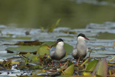 Bıyıklı Tern - (Chlidonias melezi) suyun üzerinde
