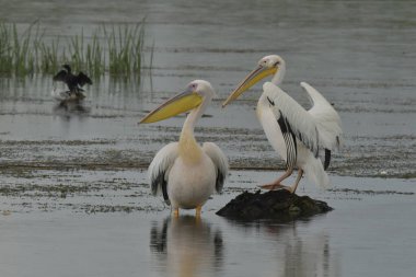beyaz pelikan - Pelecanus onocrotalus bir dal üzerinde