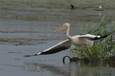 Tuna Deltası 'nda beyaz pelikan - Pelecanus onocrotalus