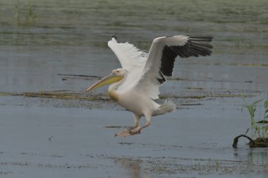 Tuna Deltası 'nda beyaz pelikan - Pelecanus onocrotalus