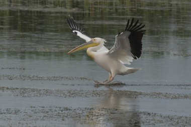 Tuna Deltası 'nda beyaz pelikan - Pelecanus onocrotalus