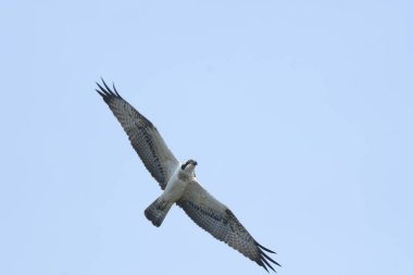 Osprey - Pandion haliaetus balıkçı kartalı 