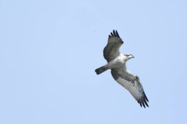 Osprey - Pandion haliaetus balıkçı kartalı 