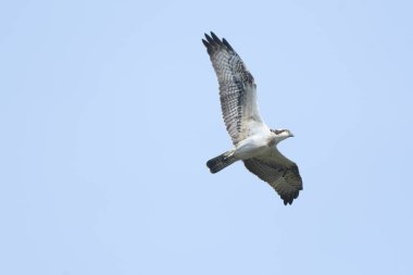 Osprey - Pandion haliaetus balıkçı kartalı 