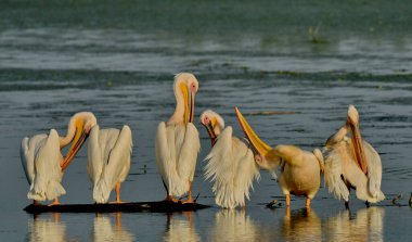 Sudaki ağaçtaki beyaz pelikan - Pelecanus onocrotalus