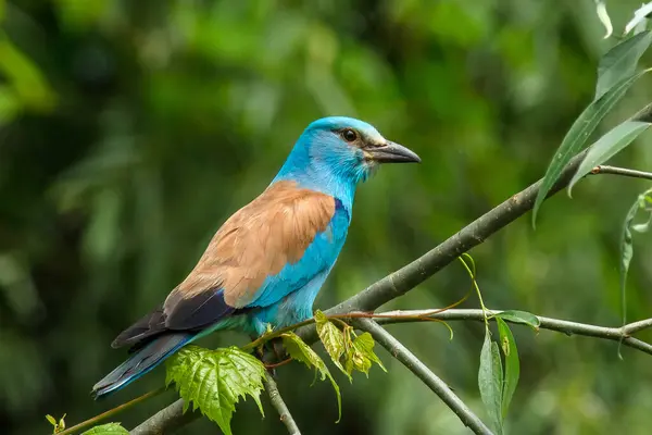 Avrupa silindiri - Coracias Garrulus bir dalda 