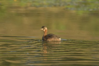 Küçük grebe - (Taşibaptus ruficollis) çifti