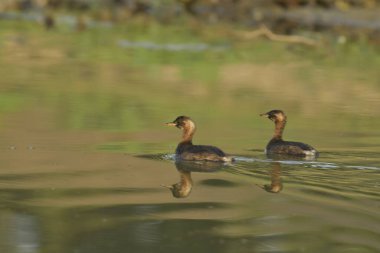 Küçük grebe - (Taşibaptus ruficollis) çifti