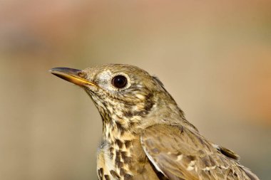 Mistle Thrush -  (Turdus viscivorus) portret