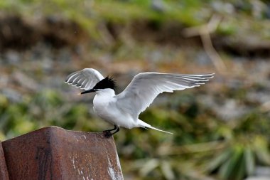 Sandviç kabuğu (Sterna sandvicensis) bir parça üzerinde