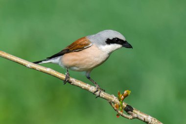 Kırmızı sırtlı Shrike - (Lanius collurio)