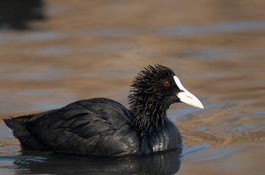 Su üzerinde Fulica atra