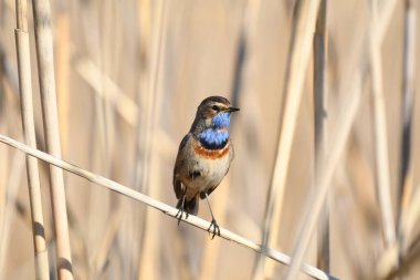 Bluethroat - Luscinia svecica çubuktaki mavi kuş