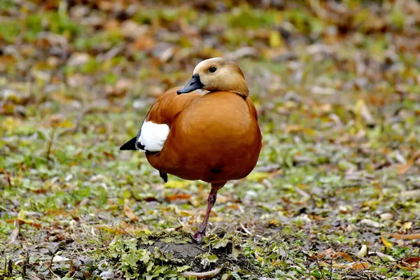 Ruddy Shelduck - Karada Tadorna ferruginea