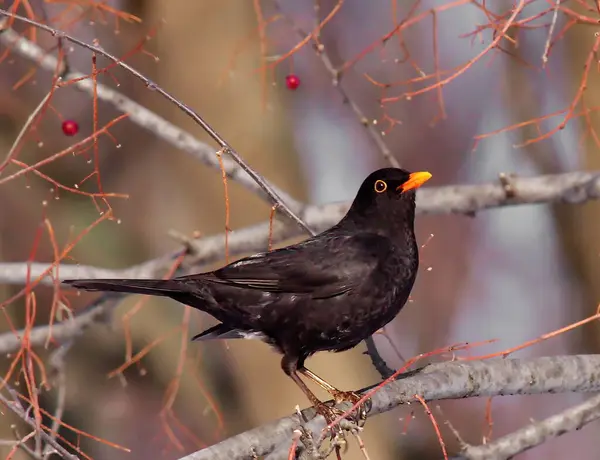 Karatavuk - Ağaçta Turdus merula