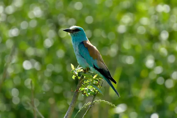 Avrupa silindiri - Coracias Garrulus bir dalda