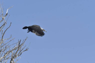 Uçarken büyük karabatak - (Phalacrocorax carbo)