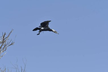 Uçarken büyük karabatak - (Phalacrocorax carbo)