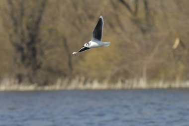 Little Gull - (Larus minute) uçuyor. 