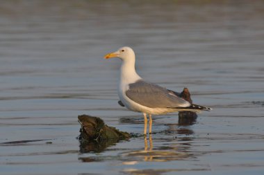 Caspian martı - (Larus cachinnans) bir ağaçta