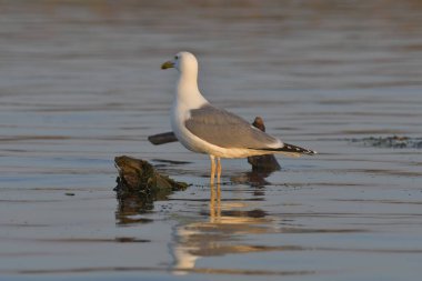 Caspian martı - (Larus cachinnans) bir ağaçta