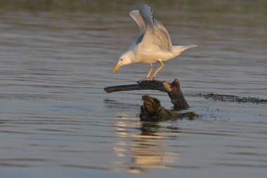 Caspian martı - (Larus cachinnans) bir ağaçta